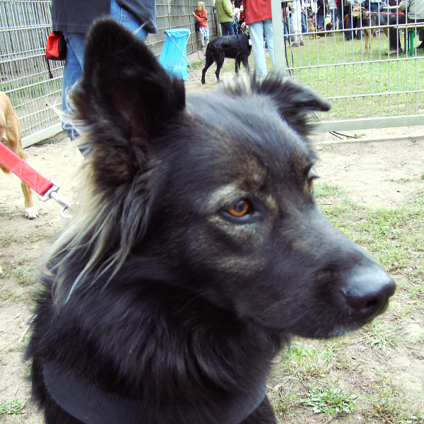 hundegesicht01