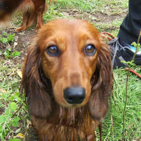 hundegesicht017