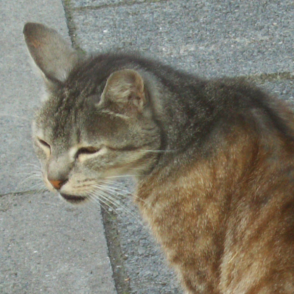 katze10